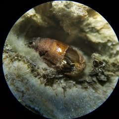 Eurytoma obtusiventris