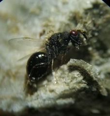 Eurytoma obtusiventris