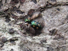 Pericalus