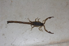 Centruroides ochraceus