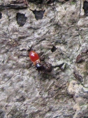 Ectatops