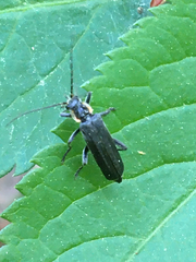 Cantharis obscura