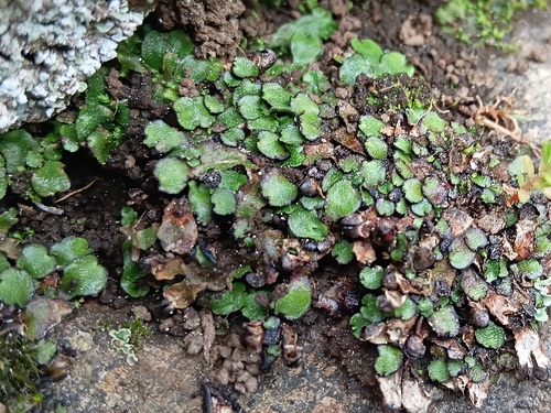 Targionia hypophylla observed 2026-09-05