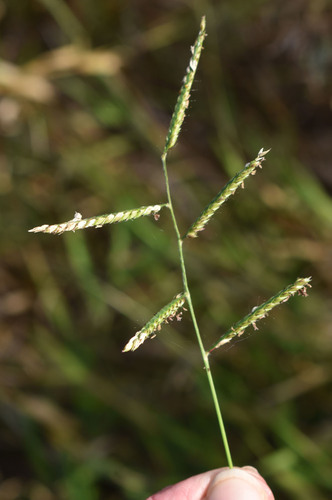 Urochloa trichopus observed 2026-06-26