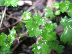 Hydrocotyle callicarpa