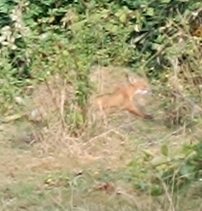 Red Fox