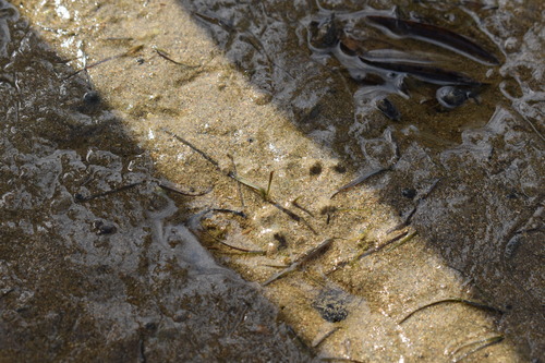 Zostera novazelandica observed 2026-09-05