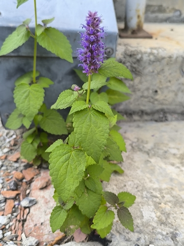 Korean Mint (Agastache rugosa)