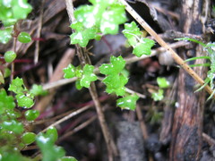 Hydrocotyle callicarpa