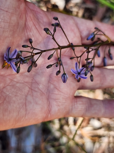 Dianella caerulea
