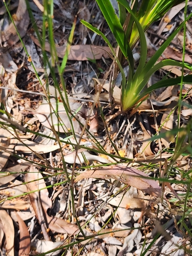 Dianella caerulea, photograph 2