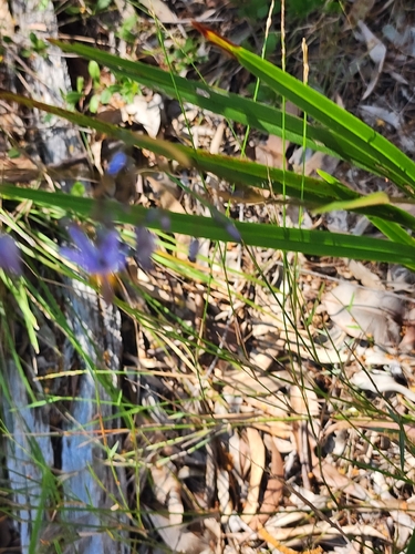 Dianella caerulea, photograph 3