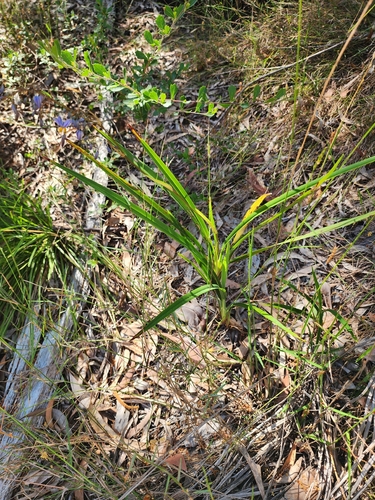 Dianella caerulea, photograph 4
