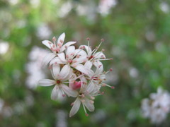 Leionema hillebrandii