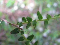 Leionema hillebrandii