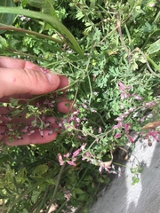Fumaria kralikii