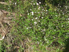 Leionema hillebrandii