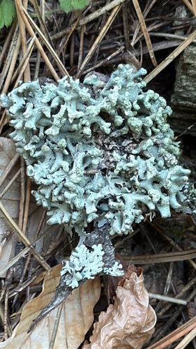 Powder-headed Tube Lichen