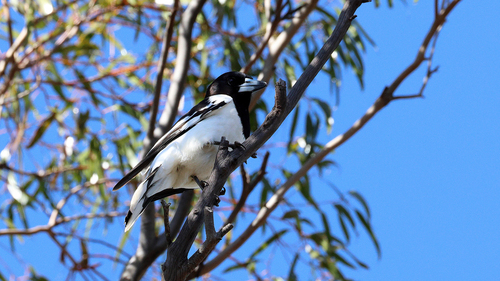 Pied Butcherbird