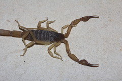 Centruroides ochraceus