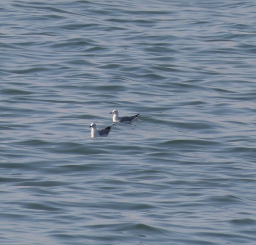 iNaturalist image