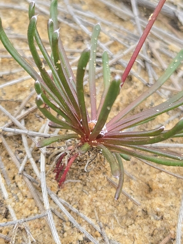 Stylidium kalbarriense