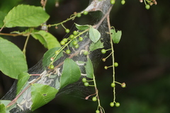 Yponomeuta evonymella