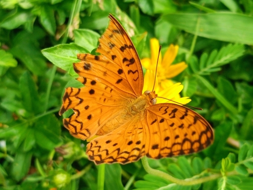 Common Leopard