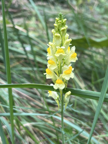 common toadflax