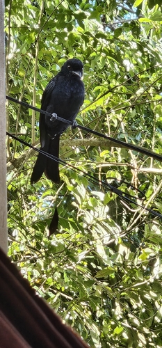 Dicrurus paradiseus