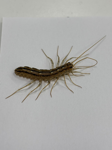 House Centipede