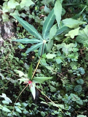 Paris polyphylla stenophylla