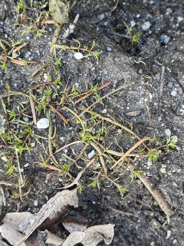 Myriophyllum propinquum, photograph 1