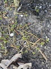 Myriophyllum propinquum