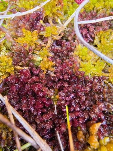Sphagnum tenellum observed 2026-08-30