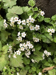 Trigonotis formosana elevatovenosa