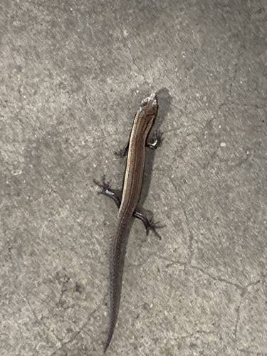 Bowring’s Supple Skink