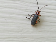 Atalantycha bilineata