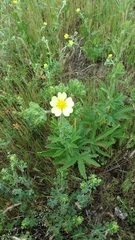 Potentilla recta
