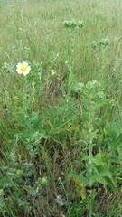 Potentilla recta