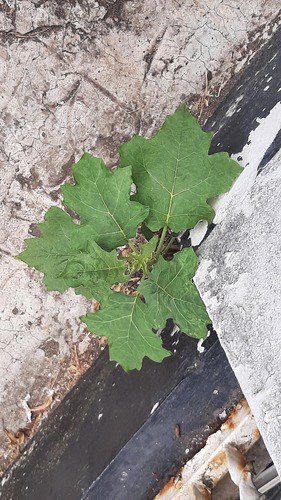 Solanum torvum, photograph 3
