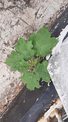 Solanum torvum, photograph (c) abidanimallover, some rights reserved (CC BY)