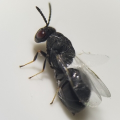 Eurytoma obtusiventris