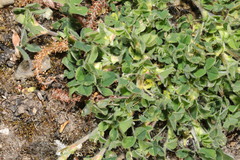Trifolium subterraneum