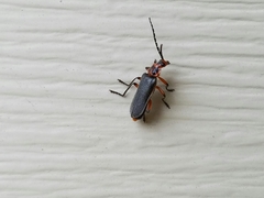 Atalantycha bilineata