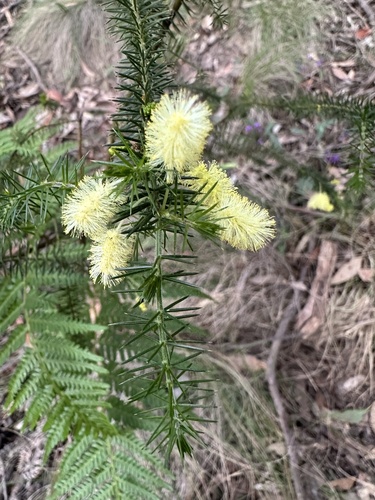 Prickly moses