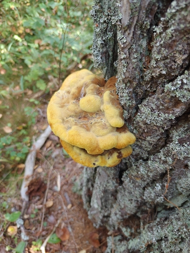 European Dyer's Polypore