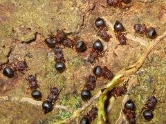 Meranoplus mucronatus