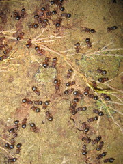 Meranoplus mucronatus