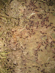 Meranoplus mucronatus